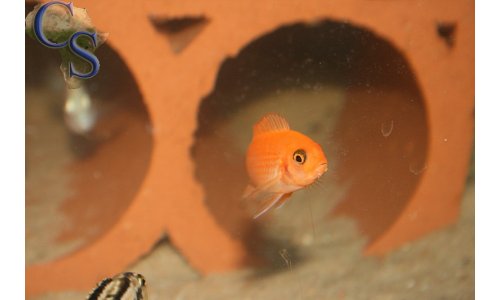 Metriaclima estherae minos reef